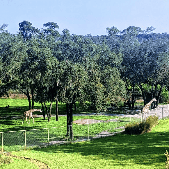 View of the savanna at Animal Kingdom Lodge from a balcony. 