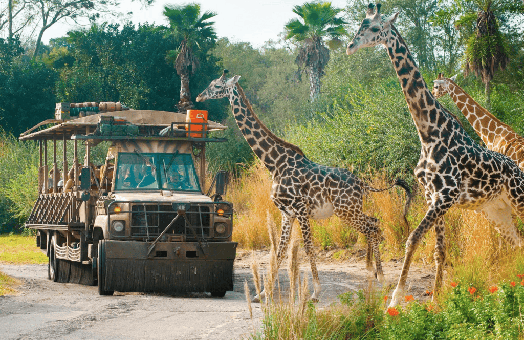 A view of three giraffes with a Kilimanjaro Safari vehicle in the background at Animal Kingdom.