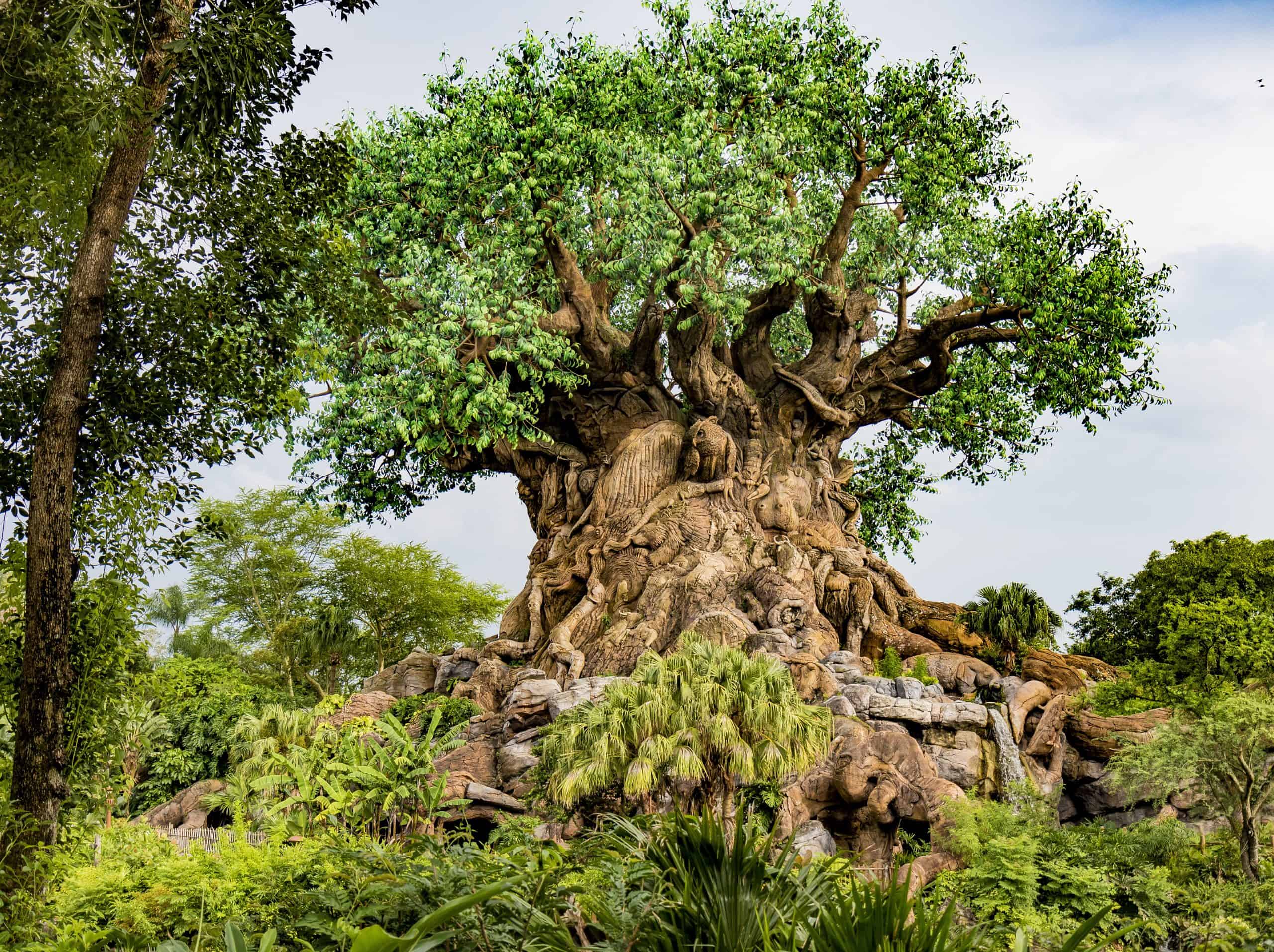 The giant Tree of Life at Disney's Animal Kingdom