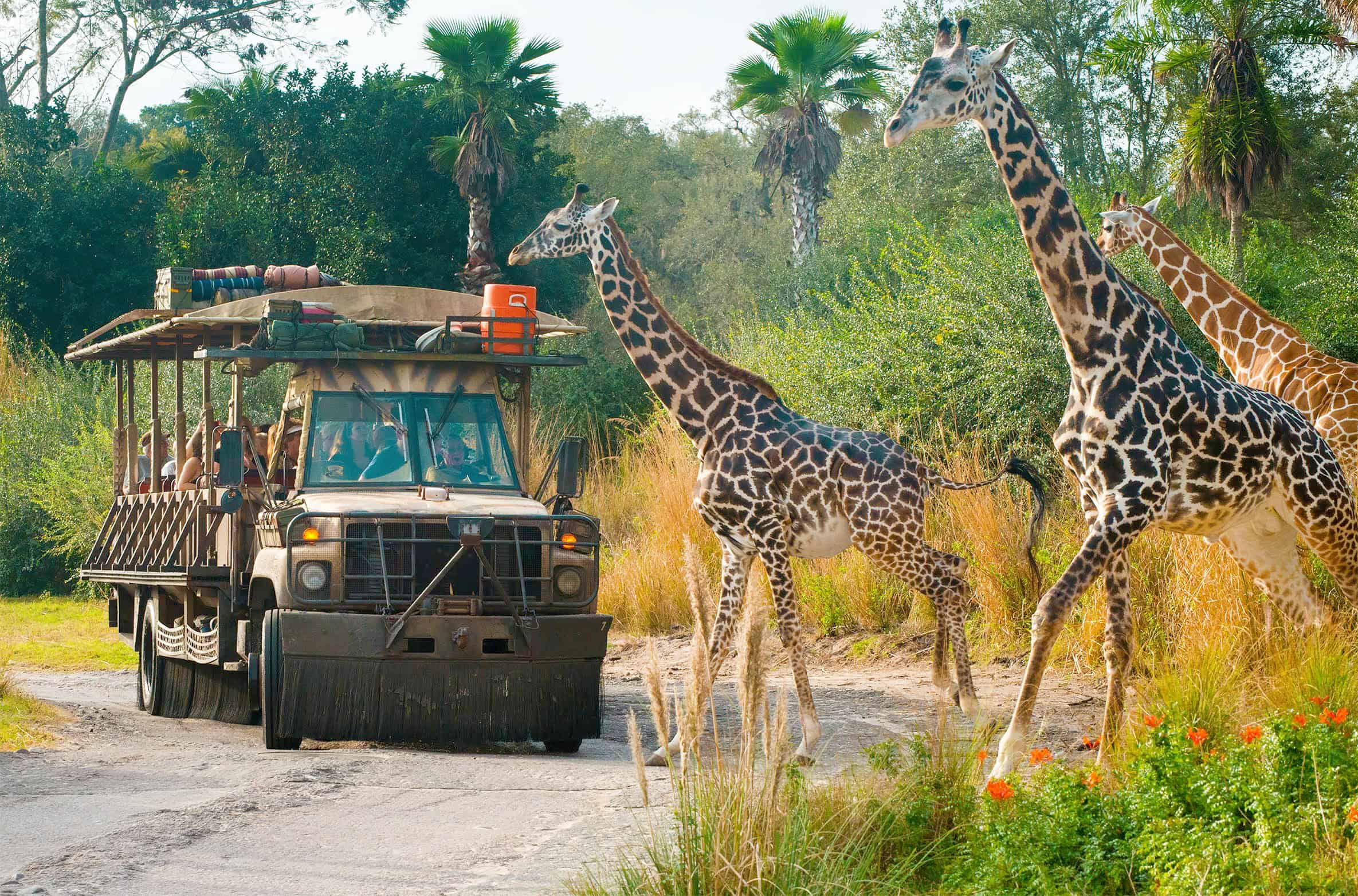 Giraffes crossing vehicle at Kilimanjaro Safaris