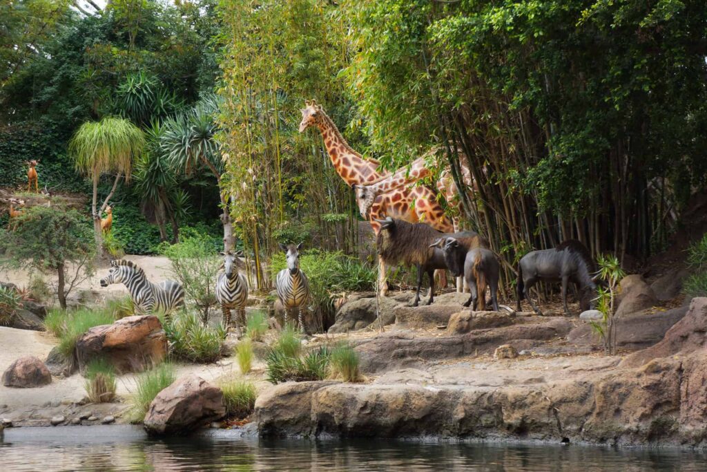 Scene from Jungle Cruise at Disneyland with zebras and giraffes